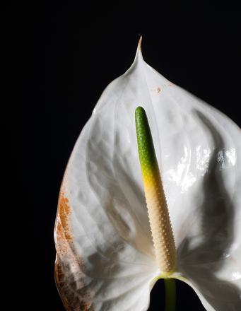 Антуриум 2 Антуриум 2