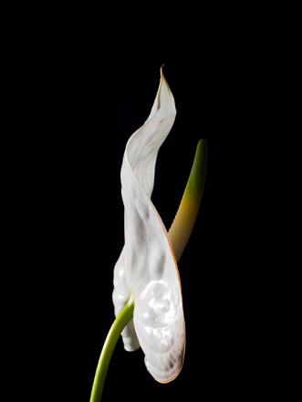 Антуриум Антуриум