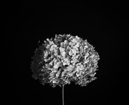 Белая гортензия Белая гортензия