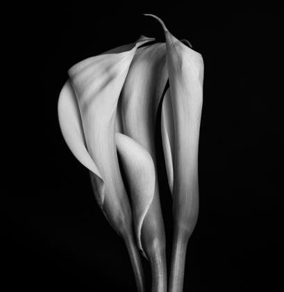 Цветок каллы Цветок каллы