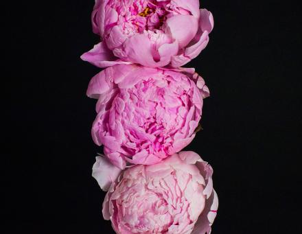 Пионы Пионы