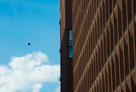 Сокол в городе Сокол в городе