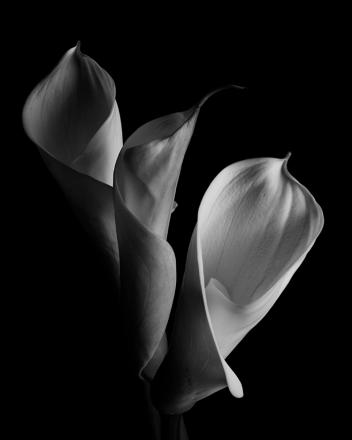 Трио калл Трио калл