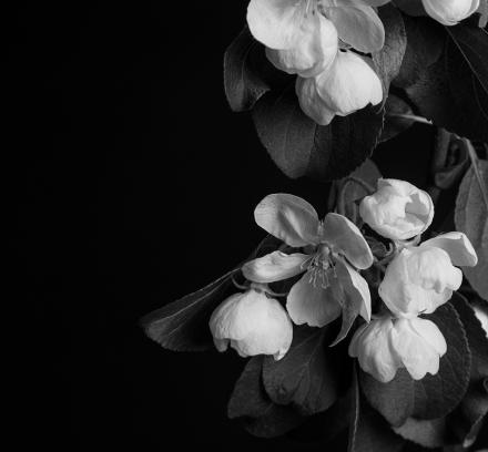 Яблоня в цвету Яблоня в цвету